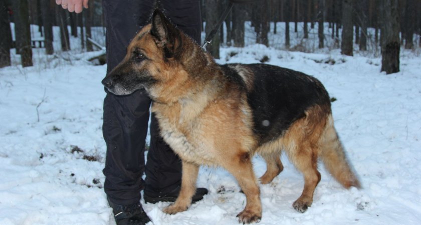 Полицейским собакам в Нижнем Новгороде нашли новых хозяев за несколько часов 