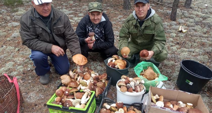 Нижегородцы показали свои первые добытые в лесах грибы