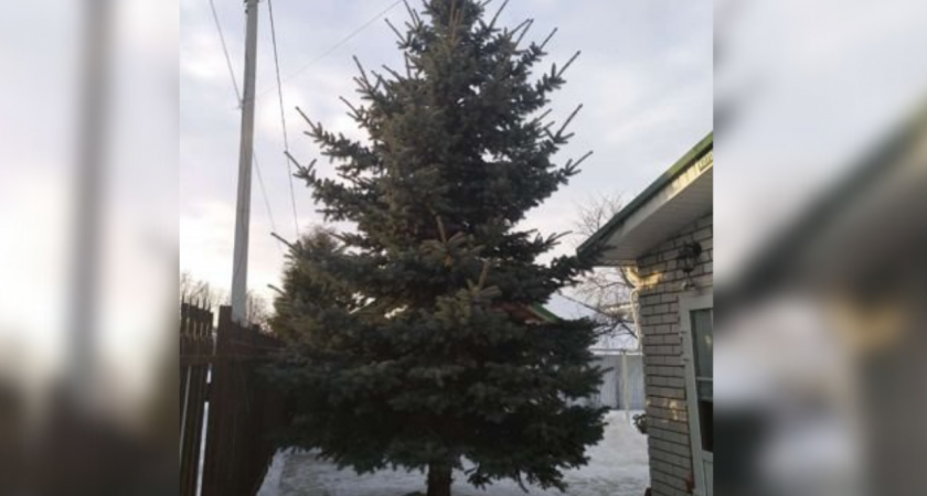 Нижегородцы массово продают елки с участков, чтобы заработать на новогодние праздники
