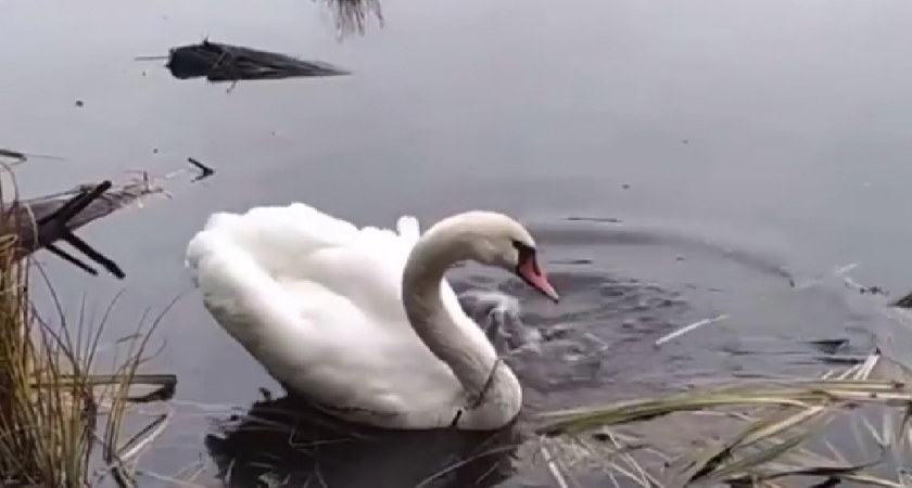 Нижегородцы нашли одинокого брошенного домашнего лебедя на озере