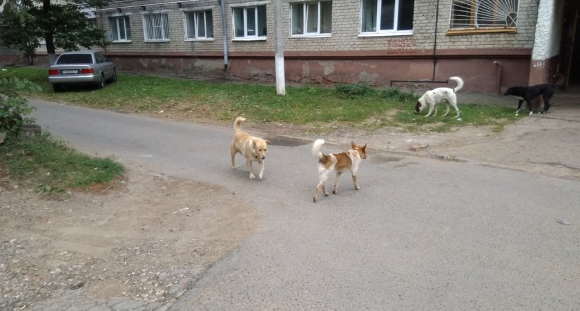 Собака загрызла хозяйку в Нижегородской области