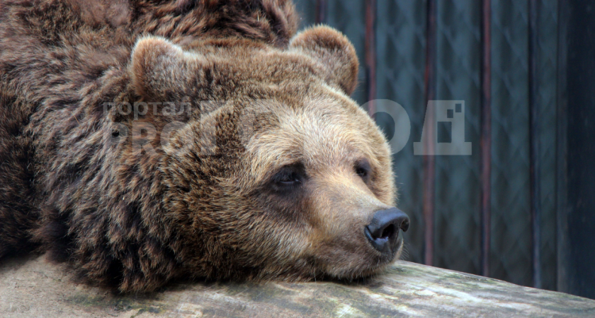 Медведь Балу в “Лимпопо” заснул раньше срока 