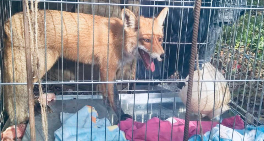 В Богородском районе спасли лису из «пластикового плена»