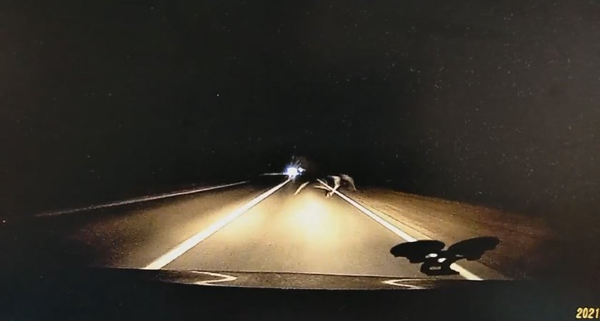 Водитель из Нижегородской области чудом спасся, увидев лося на дороге (видео)
