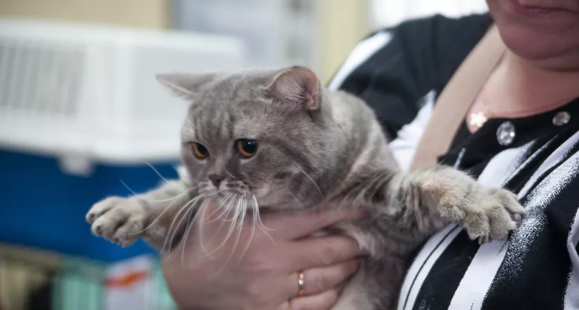 Фото к статье: Бешеная кошка покусала человека в Нижегородской области