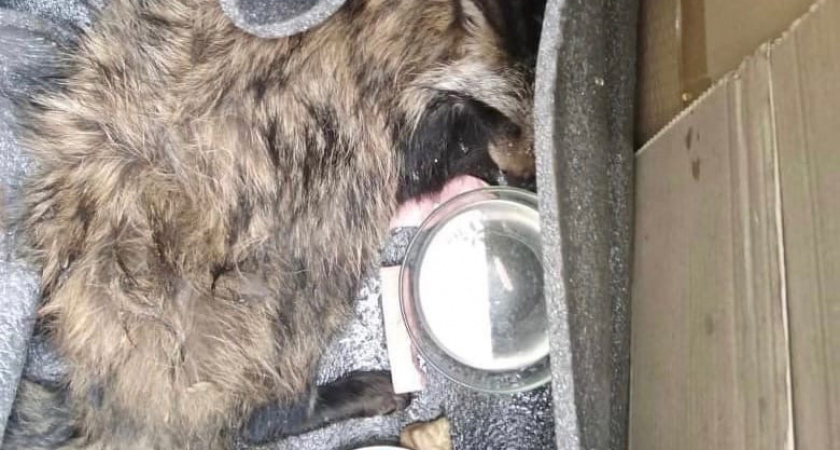 Дальнобойщик ищет хозяина для найденного в машине енота