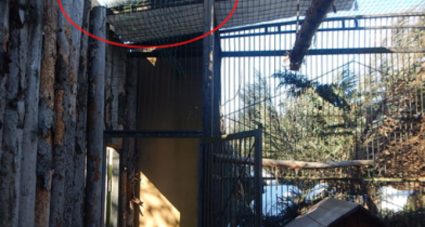Нижегородец похитил беркута из зоопарка и унес его домой 