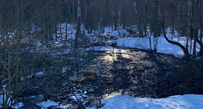 В лесу Нижегородской области обнаружен разлив канализационных вод