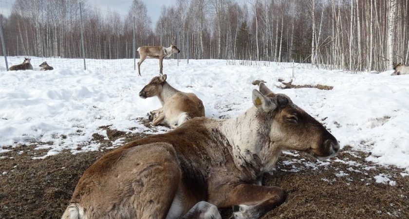 Работники Керженского заповедника рассказали о жизни лесных северных оленей весной