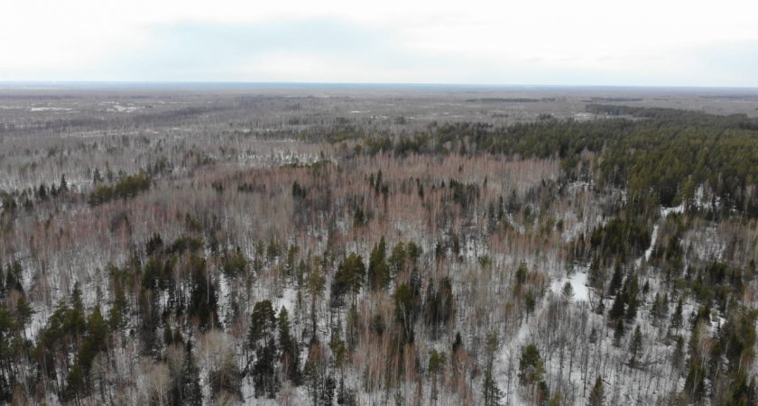 Незаконно срубленный лес в Нижегородской области удалось найти с помощью квадрокоптера 