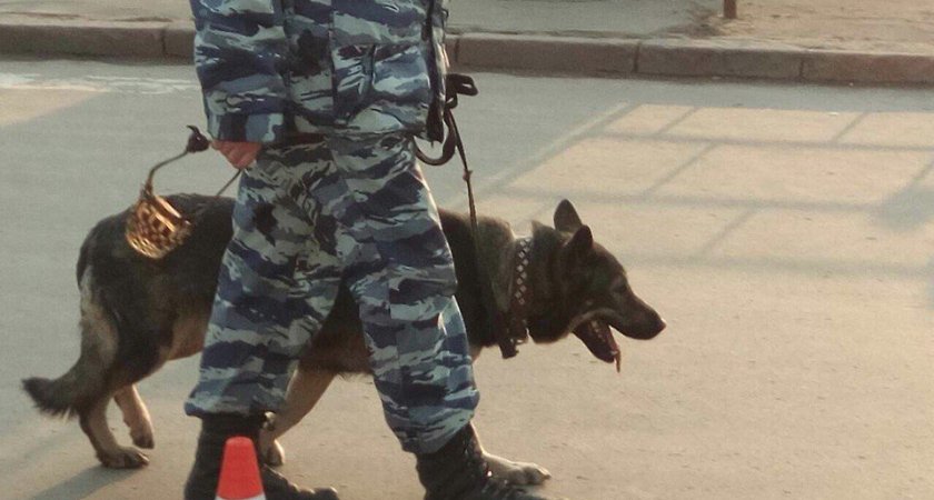 Кинологи начали срочную проверку пяти зданий Нижнего Новгорода 