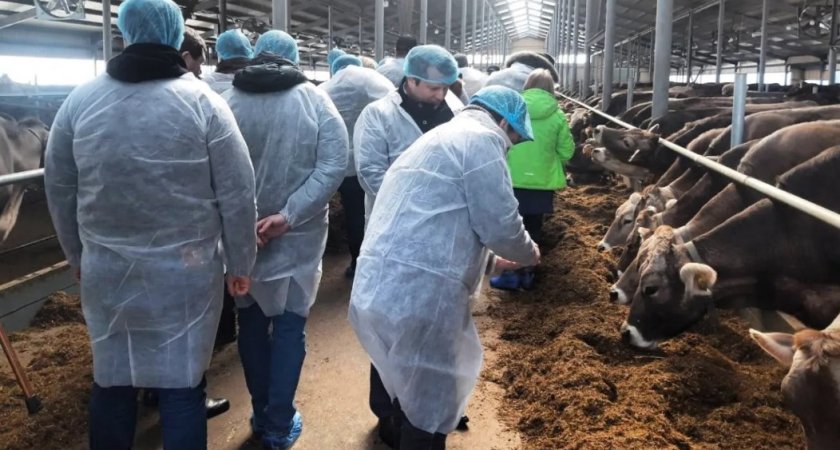 Нижегородские фермеры могут быть спокойны: дефицита лекарств для животных не будет