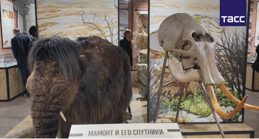 В Нижегородском кремле открылась выставка "Мамонт и его спутники"