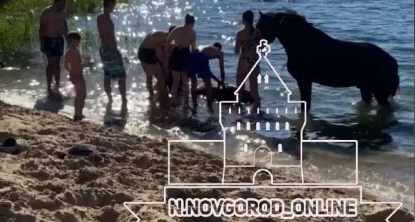 Утонули лошади. Лошадь утонула в Нижнем Новгороде. Лошади потонувшие.