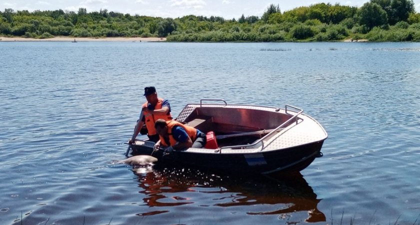 Жители Дзержинска заметили в реке труп неизвестного мужчины