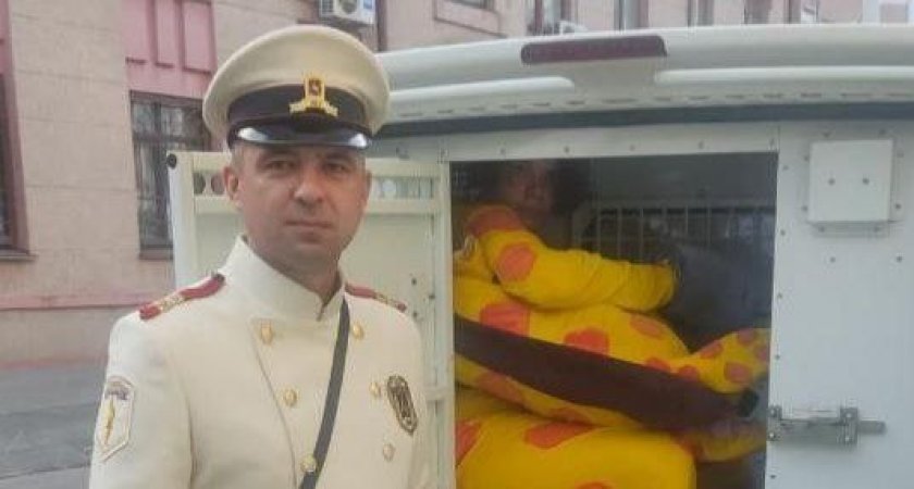 Нижегородский городовой совместно с полицией начал задерживать жуликов в костюмах животных