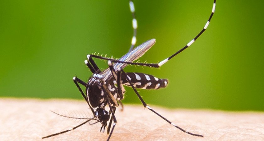 Специалисты рассказали, на кого чаще всего нападают комары