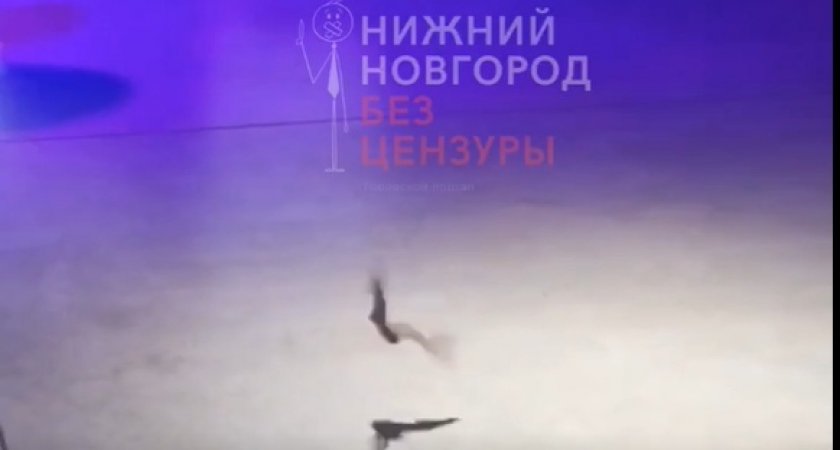 Нижегородцы засняли на видео летучую мышь в кафе