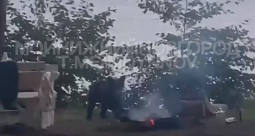 Медвежонок атаковал палатку отдыхающих на Волге