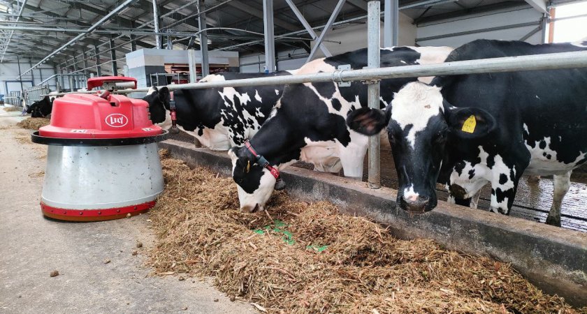 В Нижегородской области заработала молочная ферма с роботами-доярами