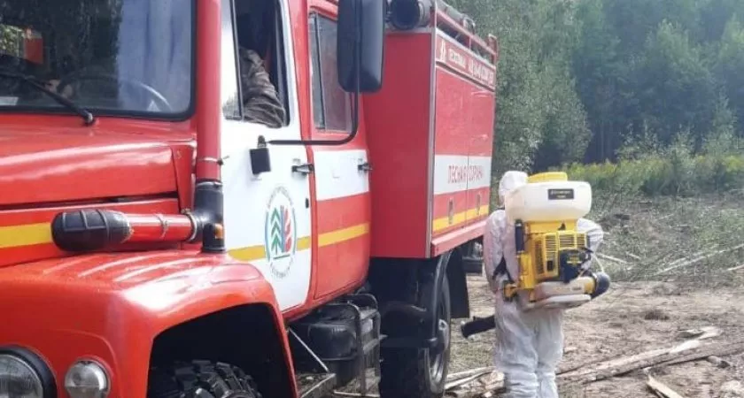 Фото к статье: В Нижегородской области обнаружили зараженных чумой кабанов 