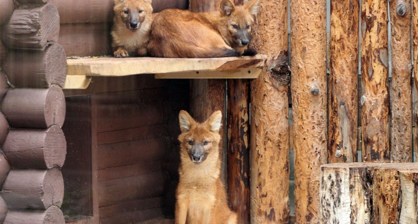 В нижегородском зоопарке появились "поющие" волки