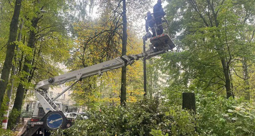 Фото к статье: В Приокском районе массово вырубают деревья