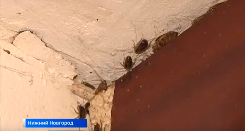 Тараканы атаковали многоэтажку в одном из районов Нижнего Новгорода