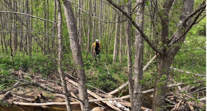Муж и жена уехали за грибами в нижегородский лес с неработающим навигатором и заблудились