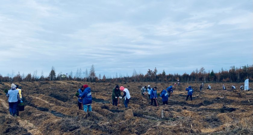 Участники акции «Сохраним лес» высадили 12 тысяч саженцев сосны на месте горельника
