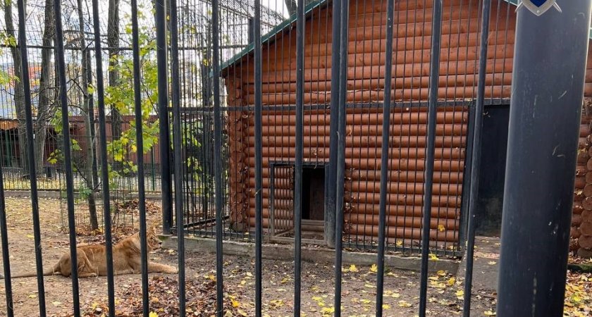 В Гострудинспекции рассказали, как львица смогла добраться до работницы зоопарка и напасть