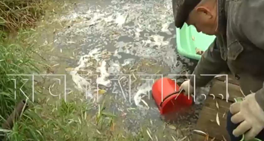 Жители Кстовского района жалуются на зловоние, идущее от затопленного нечистотами озера