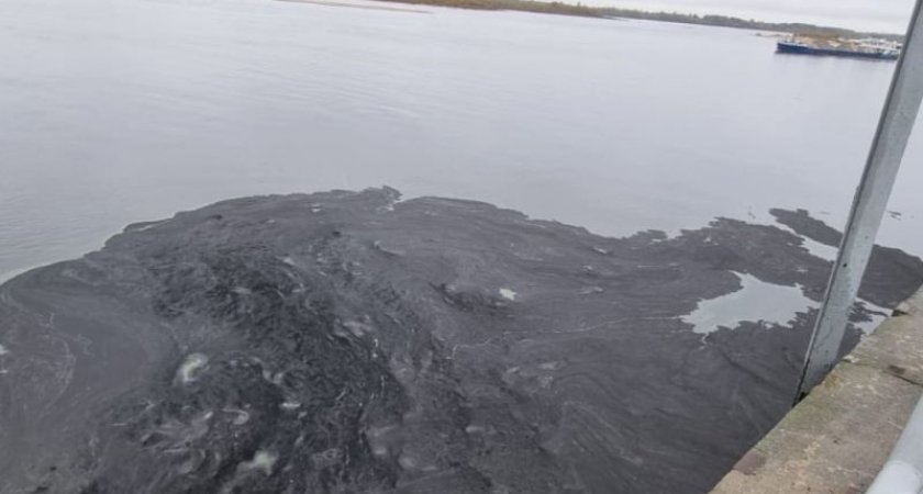 Эксперты выяснили, какой вред природе нанес разлив нефтепродуктов в Нижнем Новгороде