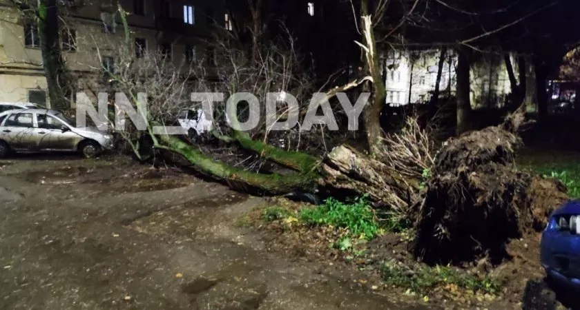 Фото к статье: В Нижнем Новгороде сильный ветер поломал деревья и снес металлические ограждения