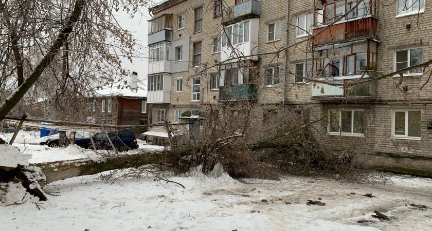 В Нижнем Новгороде упавшее дерево поломало балконы в жилом доме