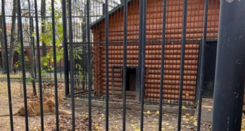 В Нижегородской области будут судить работника зоопарка, где львица напала на женщину