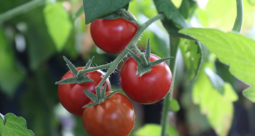 Производство тепличных овощей в Нижегородской области увеличилось в два раза