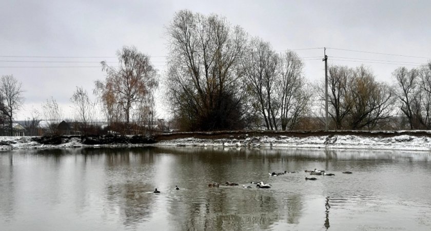В Нижнем Новгороде на зимовку остались больше 100 уток