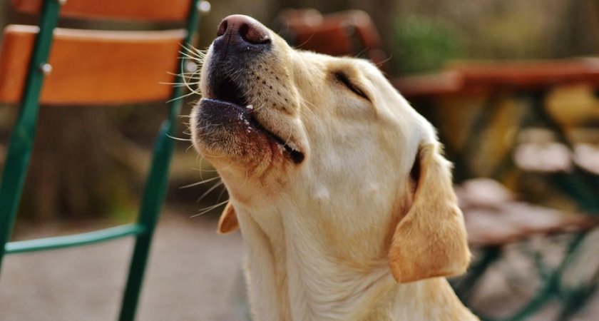  “Успокаивайте своих питомцев”: в Нижегородской области хотят штрафовать за лающих собак