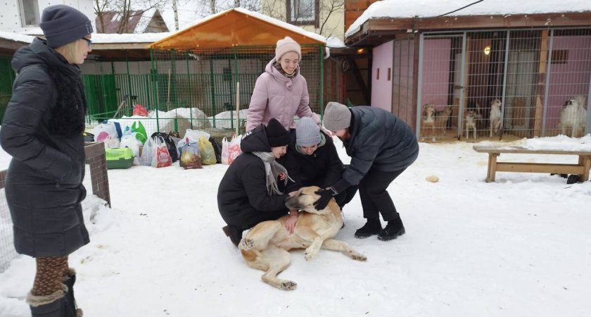Нижегородцы привезли бездомным животным в приюты корм, одежду и игрушки