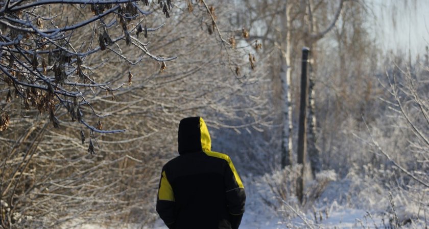 В Нижегородской области вырубили часть леса на 2,5 миллиона рублей