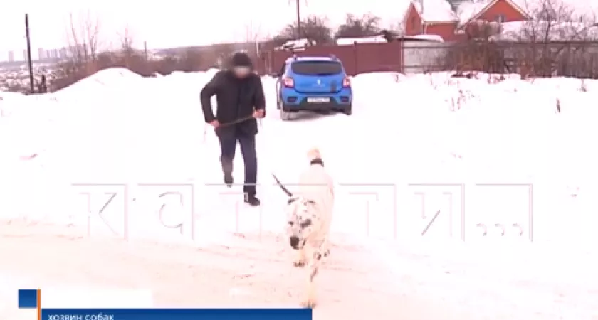 Фото к статье: В Нижегородской области хозяин агрессивных алабаев сам напал на журналистов