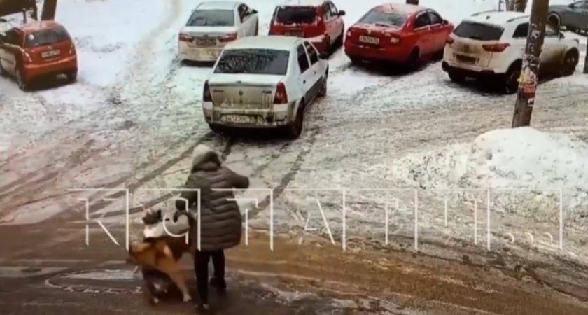 Нижегородцы жалуются на огромного пса-убийцу: "Это были полторы минуты страха"