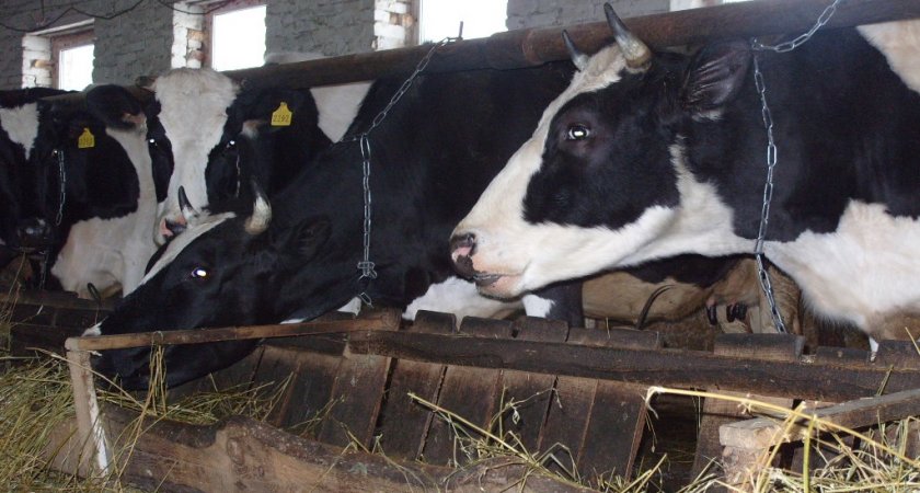 В Нижегородской области за 25 млн собираются выращивать коров в пробирке 