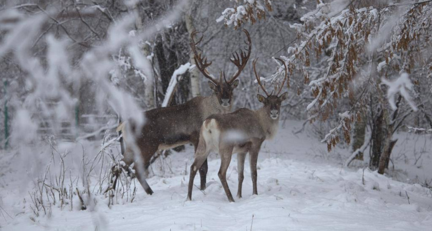В Нижегородской области построят платный парк с редкими оленями