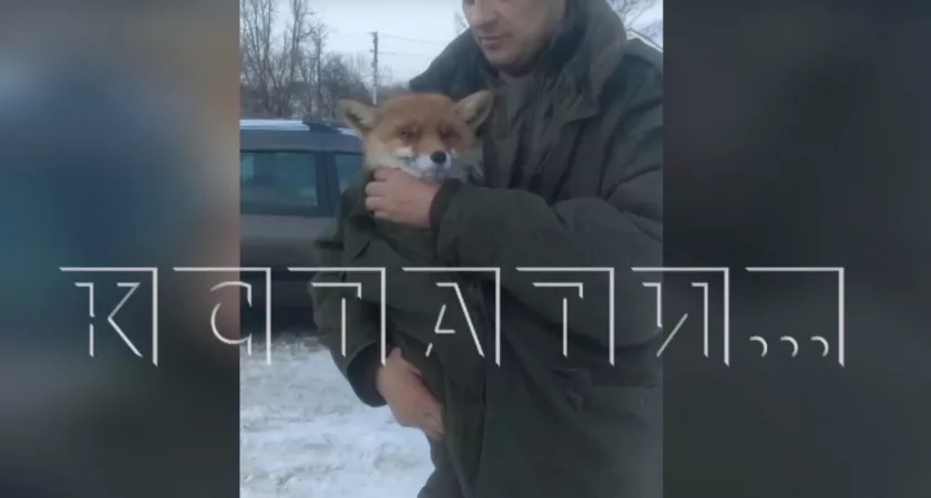 Фото к статье: Борские могильщики нашли лисенка и решили вылечить его водкой