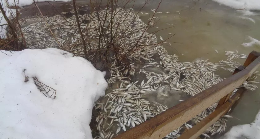 Фото к статье: Нижегородцы жалуются на массовый мор рыбы в легендарном озере