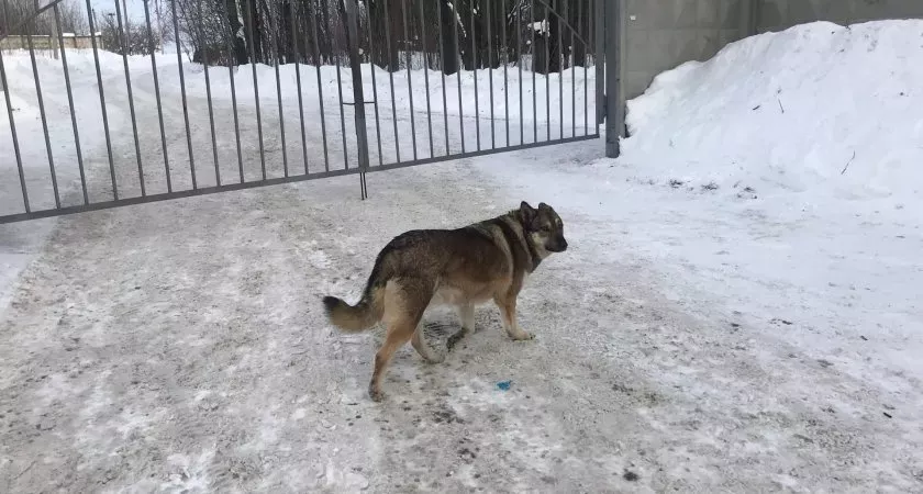 Фото к статье: В Нижегородской области обнаружили новые случаи бешенства