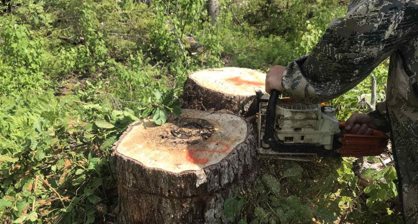 В Нижегородской области завели 95 уголовных дел из-за рубки леса