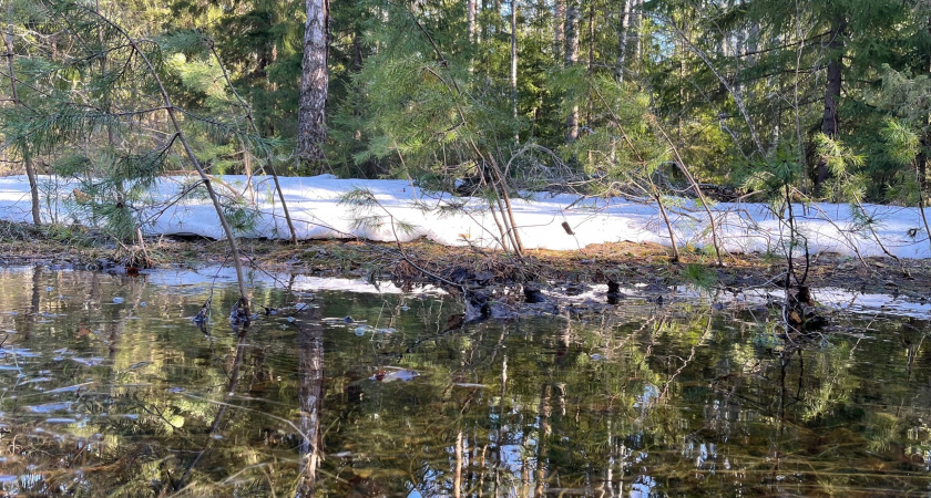 В Нижегородской области накажут директора сельхозкооператива, незаконно вырубившего лес 
